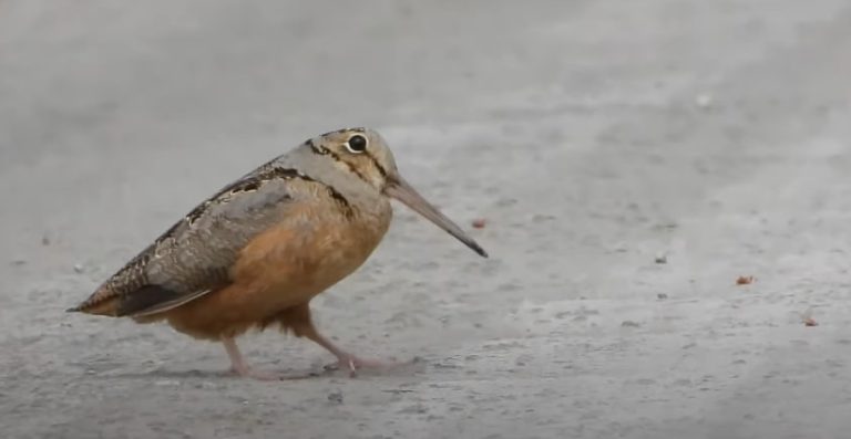 woodcock dance