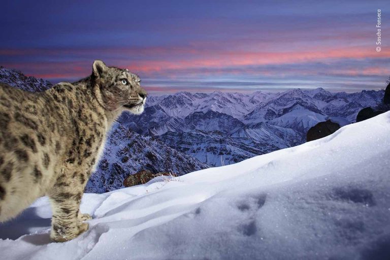 25 Incredible Wildlife Images Vie For Wildlife Photographer of the Year People’s Choice Award