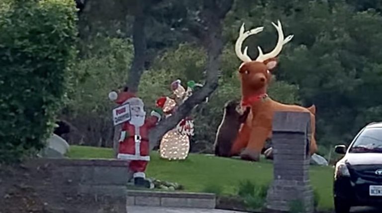 bear cub attacks giant inflatable reindeer