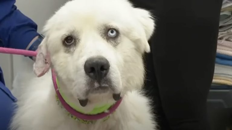 casper the sheep dog