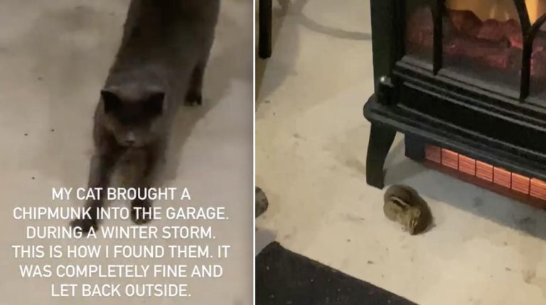 cat brings chipmunk in to get warm