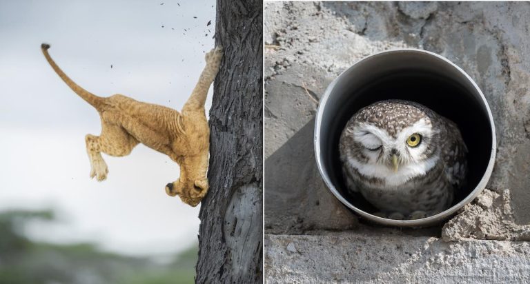 Winners Of The Comedy Wildlife Photo Awards Tickle The Funny Bone