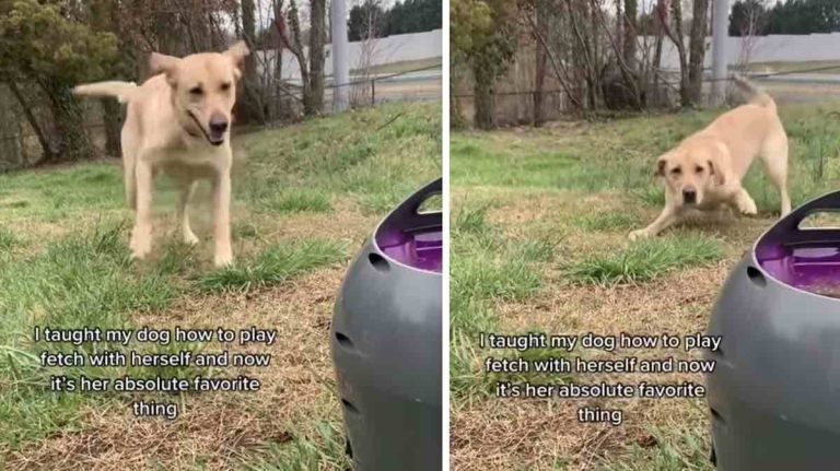 dog loves ball launcher