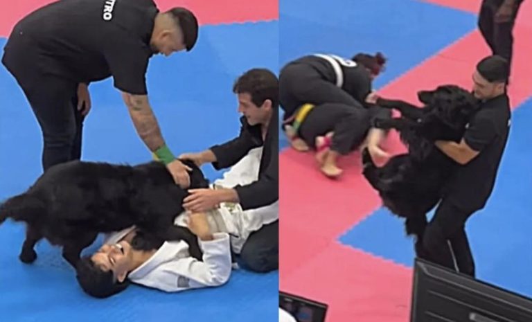 Dog Adorably Breaks Up Fight In Jiu Jitsu Competition
