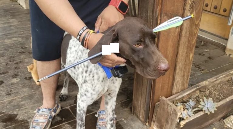 Family Dog Shot in Head with Arrow Miraculously Survives