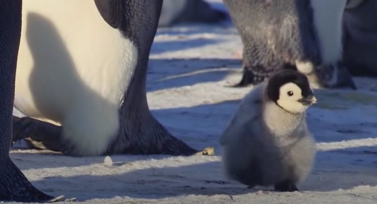 penguin tries to make friends
