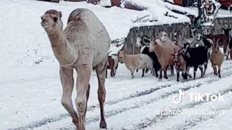 Snow camel Albert