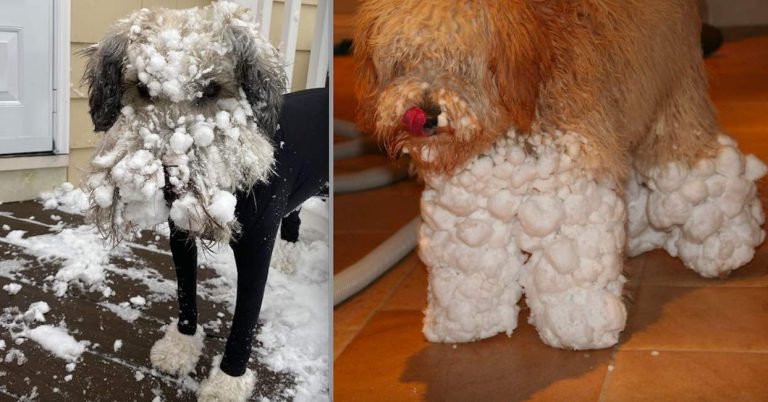 snow dogs