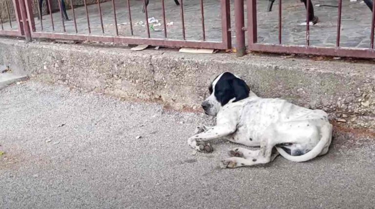 Stray Dog Waits Out Front Of School So He Can Play With Children Every Morning