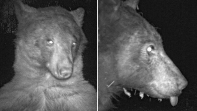 bear selfies