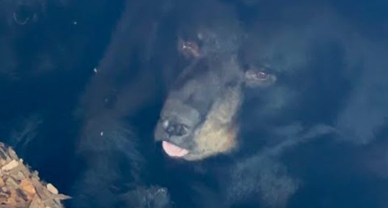 family finds bear hibernating under deck.