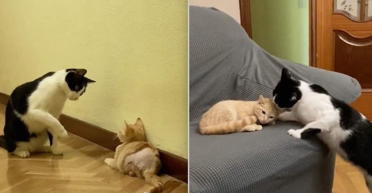 cats befriend one another
