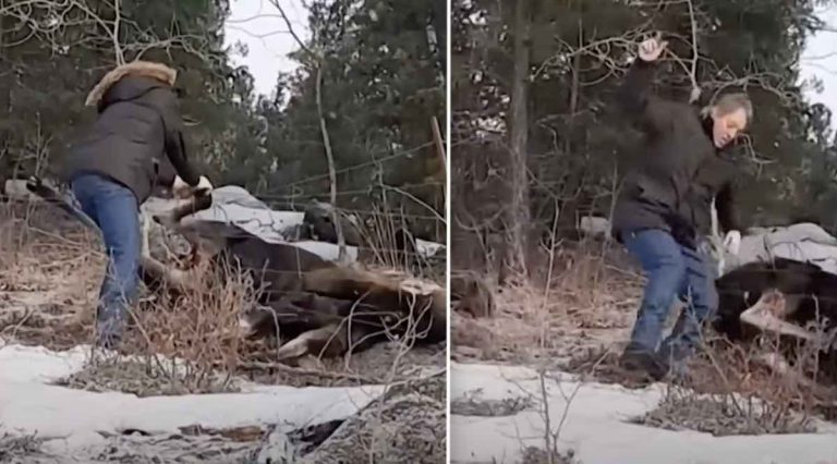 bc couple save moose