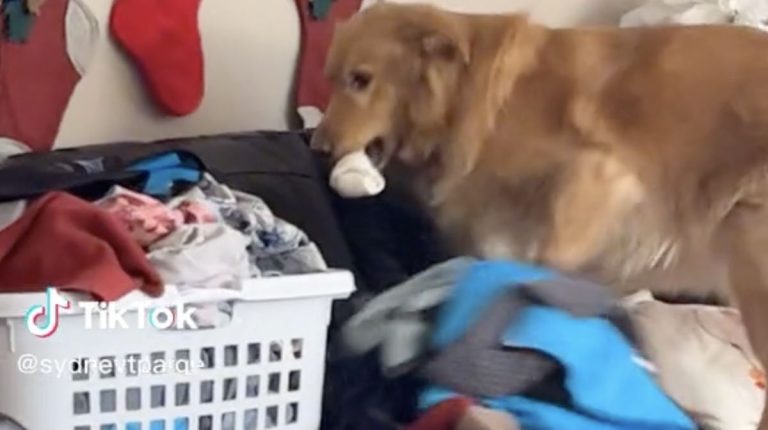 Golden Retriever Knows Exactly What To Do When He Finds Laundry On Couch