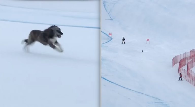 dog runs in ski race