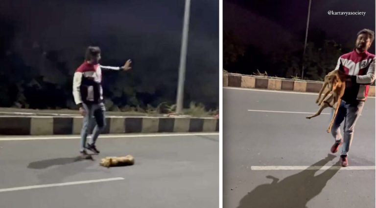 dog rescued from street