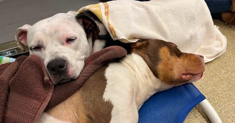 Dog Says Heartbreaking Goodbye To Her Friend After The Pair Found On Highway