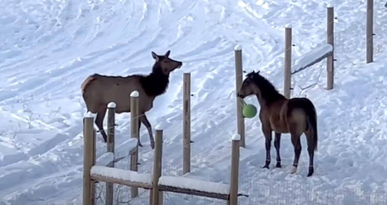 Young Horse Tries To Get Curious Elk To Play Ball With Him