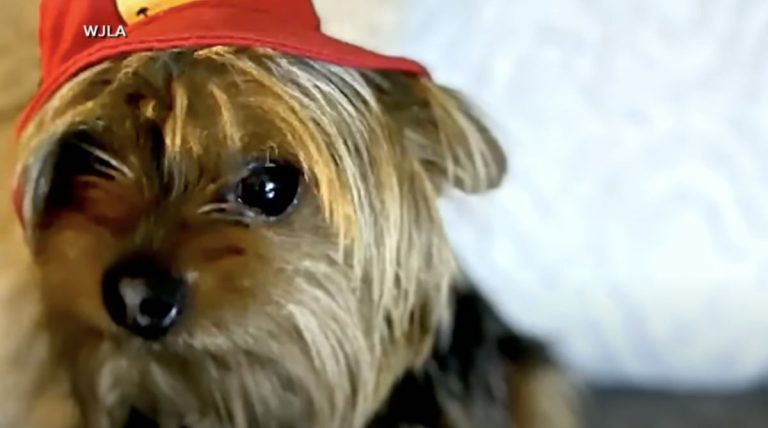 kidnapped yorkie found