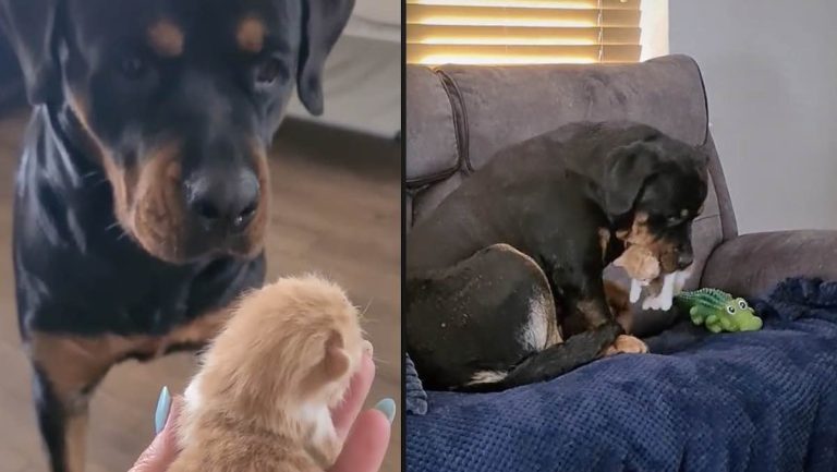 Maggie the dog loves kittens @mree1972
