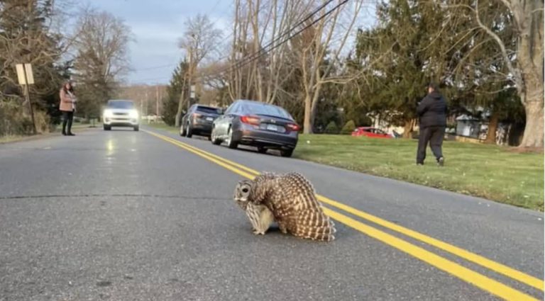 injured owl in middle of road