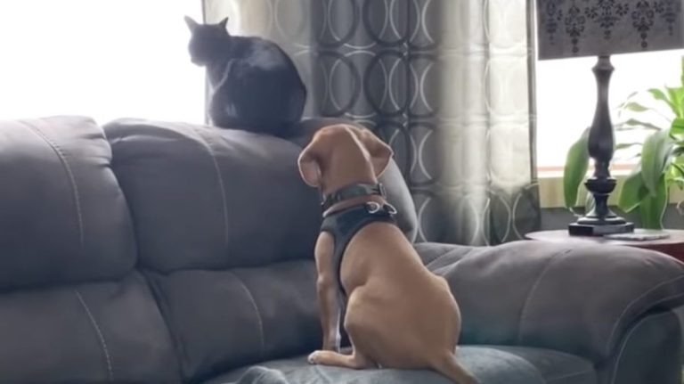 puppy joins cat birdwatching
