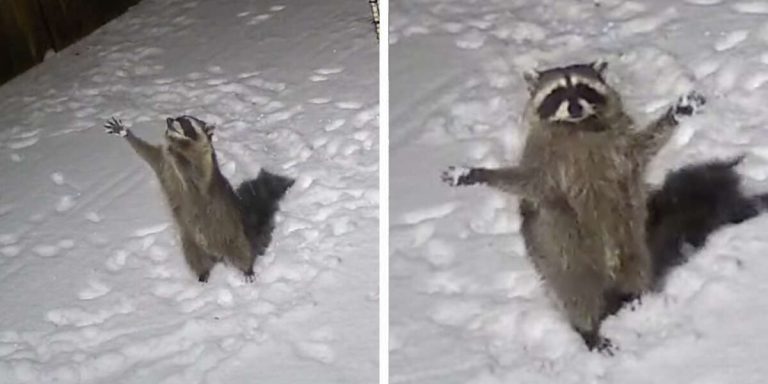 raccoon tries to catch snow