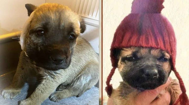 puppy rescued from icy cold