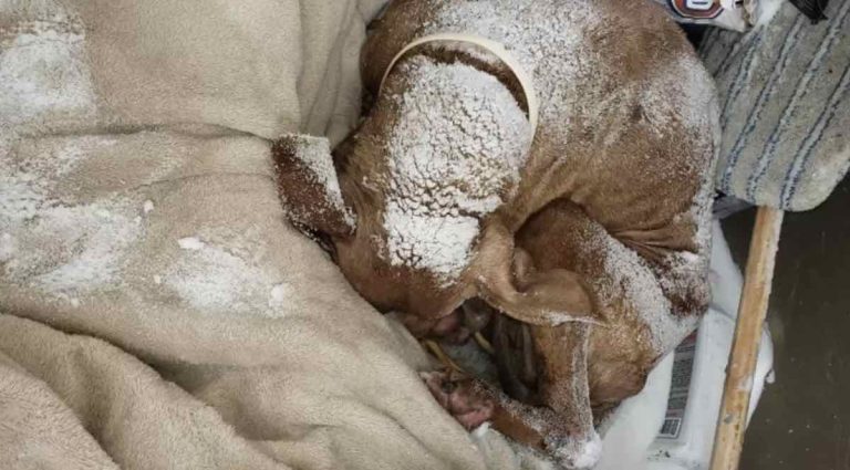 senior stray dog found in cold