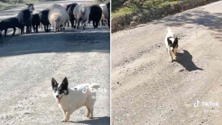 Sheepdog Trying To Do His Job Approaches Surveyor In His Way