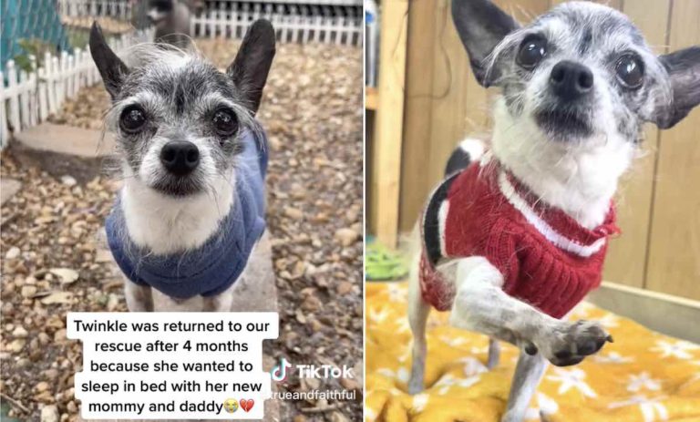 dog returned to rescue because she wanted to sleep on bed