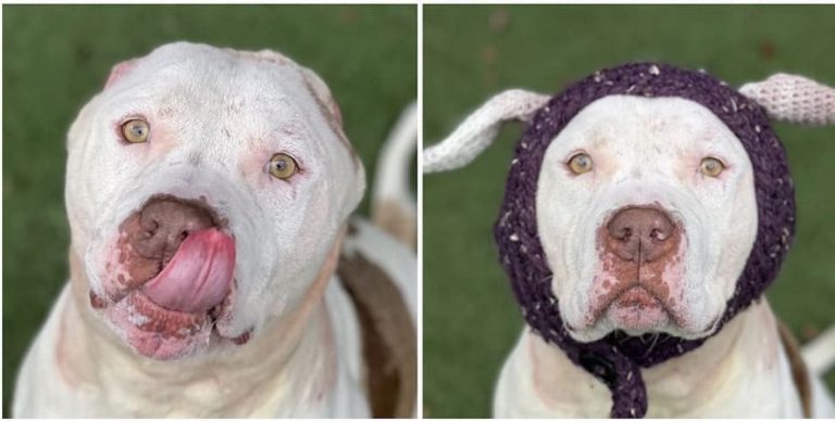 dog gets crocheted ears