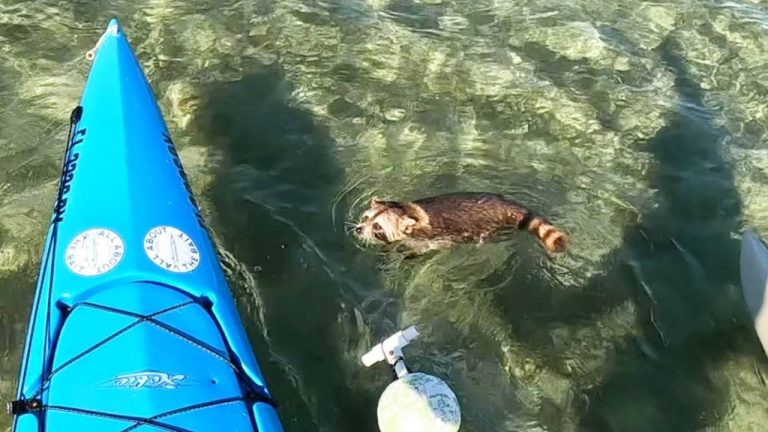 Baby Raccoon Snoozes In Tackle Box After Fisherman Saves Him From Ocean