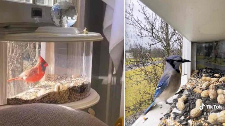 Woman Gets So Much Joy From Birds Visiting Her ‘In-House’ Bird Feeder