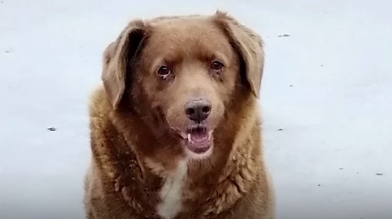 30-Year-Old Bobi Breaks World Record For Oldest Dog Ever