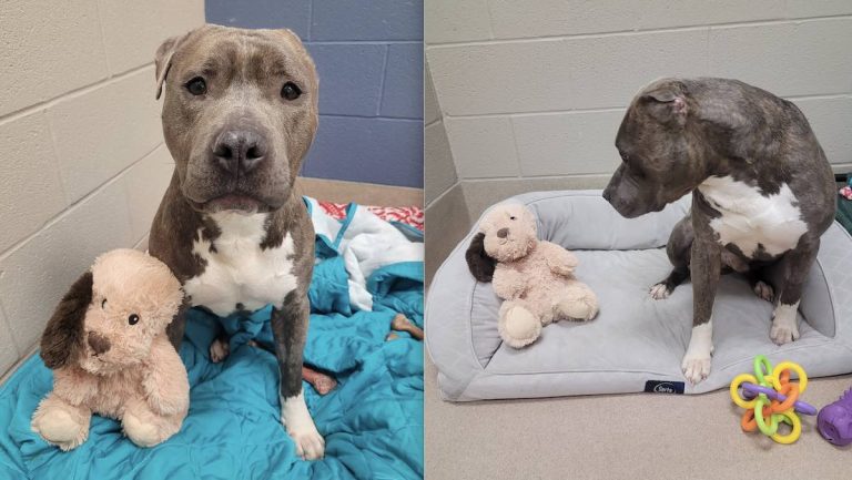One-Eared Pit Bull Who Made His Favorite Toy Look Just Like Him Finds A Dad