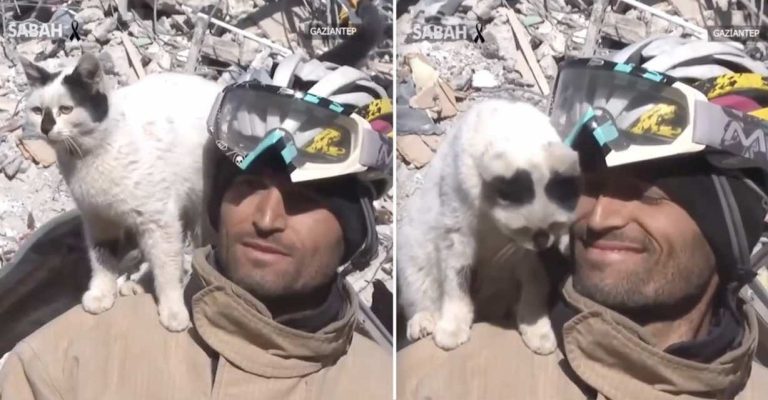Cat Pulled Out Of Earthquake Rubble Refuses To Leave Firefighter’s Side