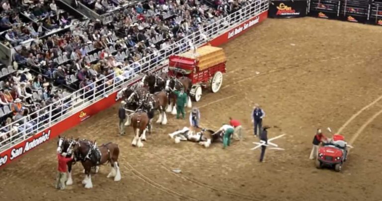 Anxious Spectators Look On After Clydesdale Horse Falls In Budweiser Wagon Tangle Up At Rodeo