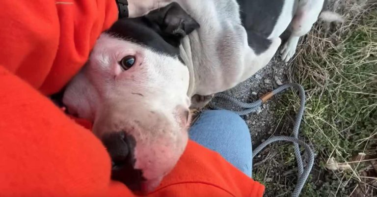 Cutie Pie rescued