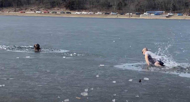 Stranger Rescues Dog Who Fell Through Ice As Owner Allegedly Does Nothing And Says ‘He’s Fine’