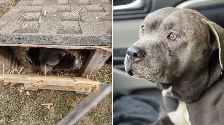 dog abandoned in dog house