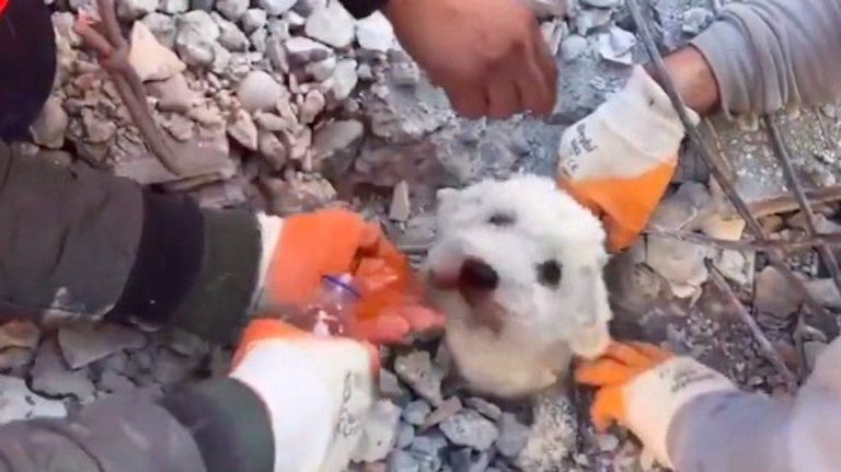 Miracle Dog Freed After 90 Hours Buried Underneath Rubble From Earthquake In Turkey