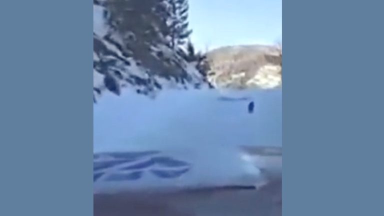 Heroic Dog Leads Lost Rescue Workers to Remote Turkish Village to Deliver Disaster Relief