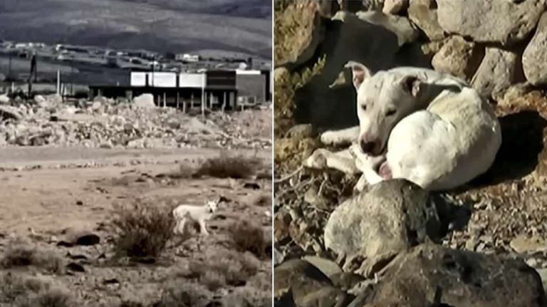 White Dog Living with Coyote Pack For Over Half A Year Gets Rescued