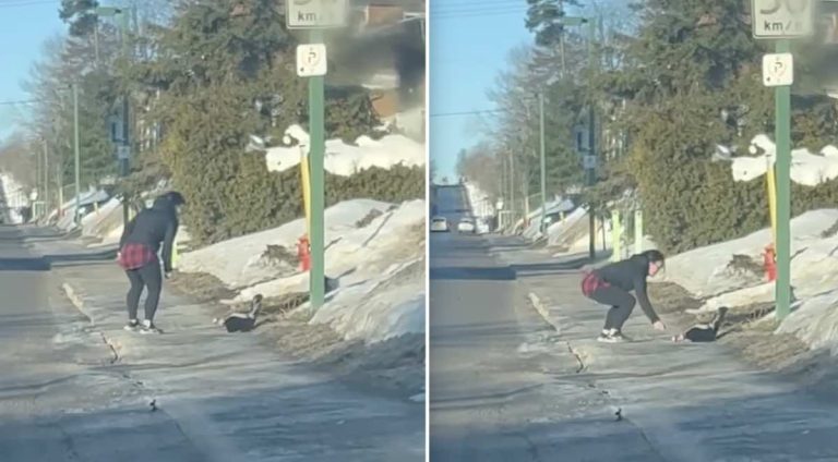 Kind Woman Braves The Danger To Free Skunk From Dr Pepper Can