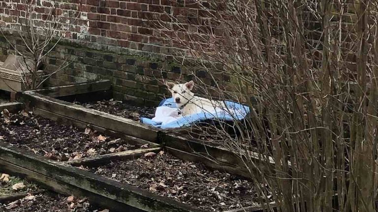 Dog Rescued After She ‘Hunkered Down in Flowerbed’ with Chicken Soup