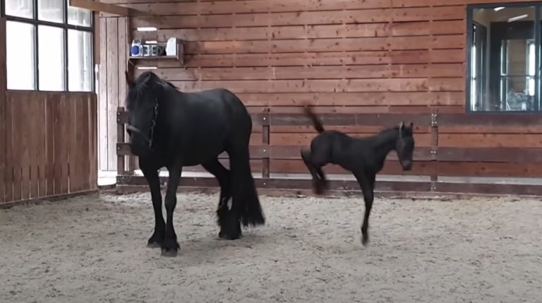 Adorable Days-Old  Friesian Horse Filly Plays In Arena For The Very First Time