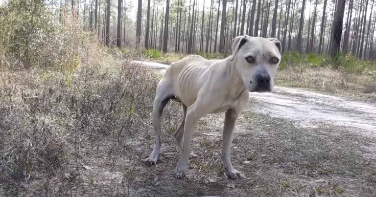 Woman Rescues Neglected Pit Bull Abandoned in the Forest Near Her Home