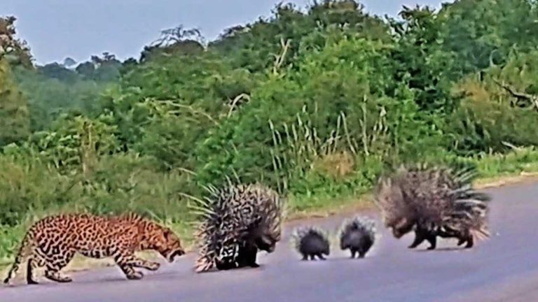 porcupines defend their babies from leopard