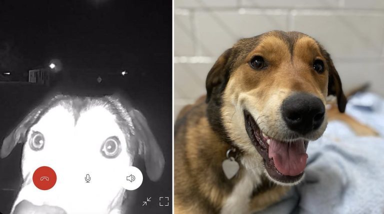 lost dog finds her way back to former shelter